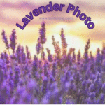 avender Photos App – fast and simple Android gallery for browsing and managing pictures.