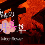 twilight moonflower
